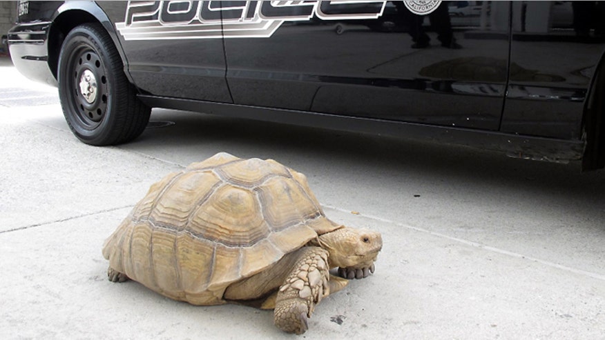 Giant Tortoise Found.jpg